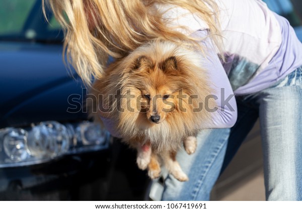 a woman\
carries an injured dog in front of a\
car