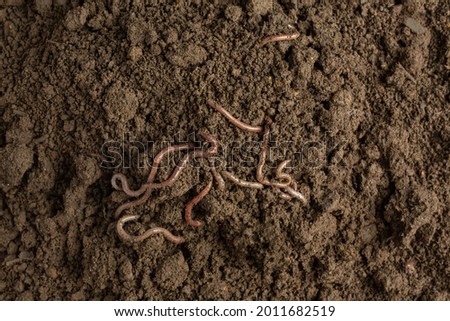A woman carries a worm in fertile soil from a natural source.