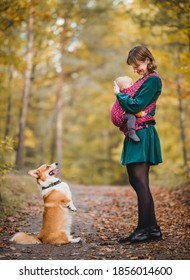 A Woman Carrying  A Baby In A Baby Carrier,, Mother Looking With Love, With A Welsh Corgi Pembroke Dog