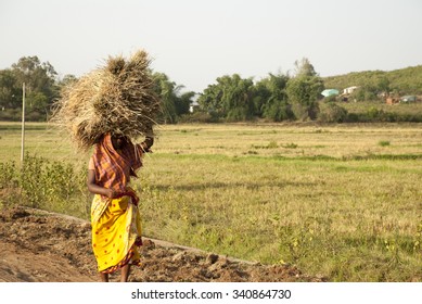 Woman Carrying Bale Hay On Side Stock Photo (Edit Now) 340864730