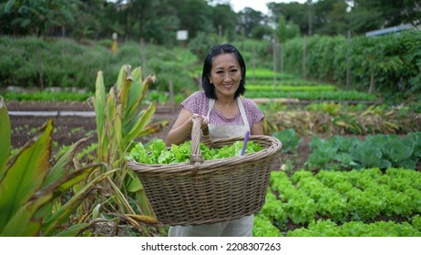 Woman Carrying Organic Food At Farm Walking Towards Camera. Asian American Person Holding Green Lettuces Inside Basket