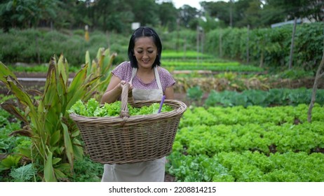 Woman Carrying Organic Food At Farm Walking Towards Camera. Asian American Person Holding Green Lettuces Inside Basket