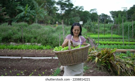 Woman Carrying Organic Food At Farm Walking Towards Camera. Asian American Person Holding Green Lettuces Inside Basket