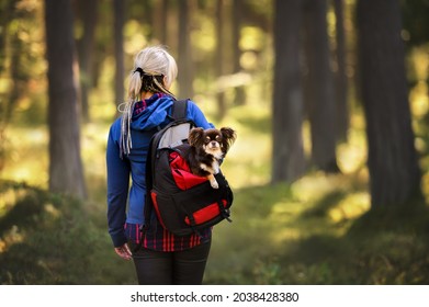 Woman Carrying Small Dog In Backpack On A Hiking Trip 