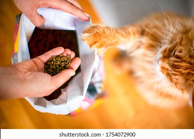 Woman And Cat Takes Cat Food From Big Pack Indoors.