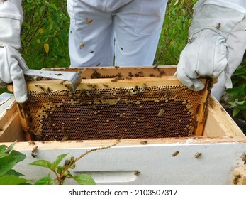 Woman Checking Bee Crates In Beekeeper Outfit