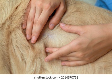 Woman Checking Dog's Skin For Ticks, Closeup