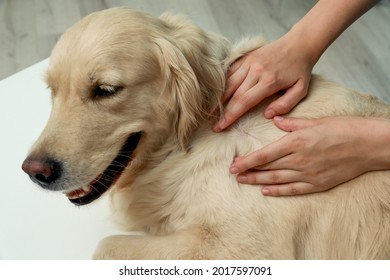 Woman checking dog's skin for ticks on blurred background, closeup