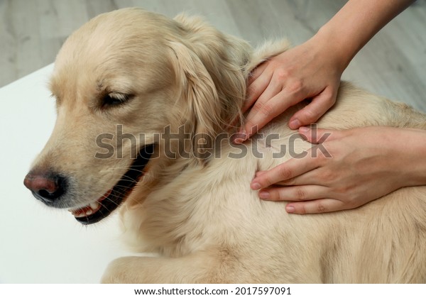 Woman checking dog\'s skin for ticks on blurred\
background, closeup