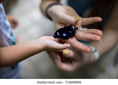 Woman And Child Are Holding A Real Butterfly. Concept Early Childhood Education