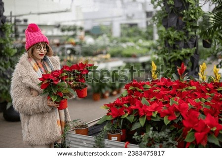 Woman chooses Christmas flower at plant shop, preparing for a winter holidays. Concept of shopping poinsettia flower for Christmas time