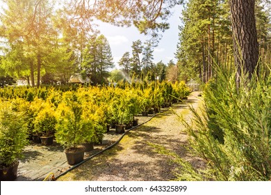 woman choosing coniferous tree at outdoor plant nursery