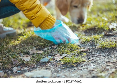 A Woman Cleaning Up After Her Dog As She Picks Up His Dog Poo. Owner Clearing Dog Mess With Pooper Scooper. Responsible Care Of Pet. Woman Picking Up Dog Poop From The Lawn 