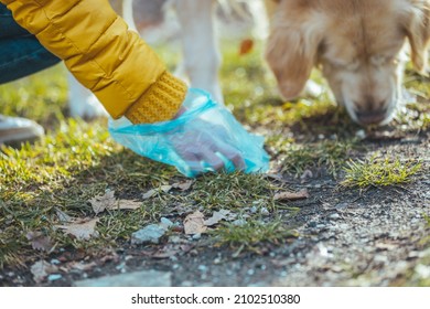 A Woman Cleaning Up After Her Dog As She Picks Up His Dog Poo. Owner Clearing Dog Mess With Pooper Scooper. Responsible Care Of Pet. Woman Picking Up Dog Poop From The Lawn 