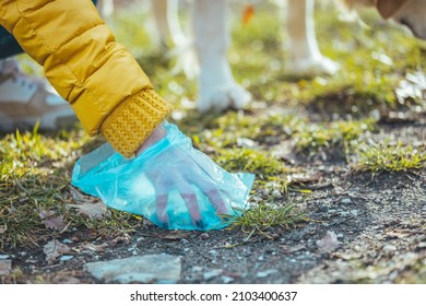 A Woman Cleaning Up After Her Dog As She Picks Up His Dog Poo. Owner Clearing Dog Mess With Pooper Scooper. Responsible Care Of Pet. Woman Picking Up Dog Poop From The Lawn 