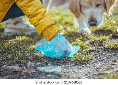 A Woman Cleaning Up After Her Dog As She Picks Up His Dog Poo. Owner Clearing Dog Mess With Pooper Scooper. Responsible Care Of Pet. Woman Picking Up Dog Poop From The Lawn 