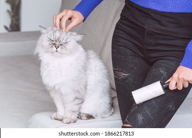 Woman cleaning black jeans with clothes roller, lint roller or hair removal roller. Cats hair on clothes. Cleaning hair from pets