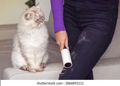 Download Pet Hair Remover High Res Stock Images Shutterstock