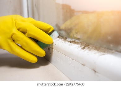 Woman is cleaning A lot of Black mold fungus growing on the windowsill at home. Dampness problem concept. Condensation on the window.