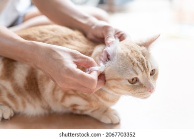 Woman cleaning cat ears for the good health of the orange cat sleeping to clean on the floor
