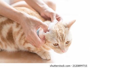 Woman cleaning cat ears with white clean cloth for the good health of the orange cat sleeping to clean on the floor , texture and copy space concept photo - Shutterstock ID 2120899715
