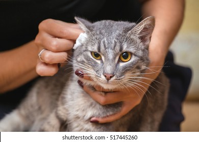Woman cleaning cat's ears at home with wool