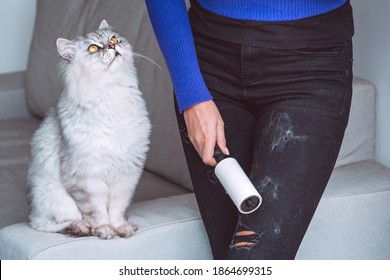 Woman cleaning clothes with clothes roller, lint roller or sticky roller from cats hair. Cats hair on clothes. Cleaning hair from pets