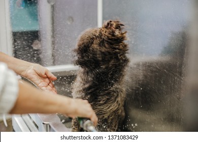 
Woman Cleaning Her Brown Spanish Water Dog In A Public Pet Bath. Funny And Wet Dog Face That Does Not Like The Bath, Shaking Water Fiercely. Lifestyle