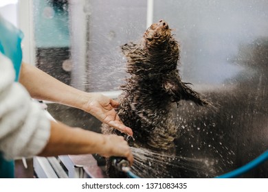 
Woman Cleaning Her Brown Spanish Water Dog In A Public Pet Bath. Funny And Wet Dog Face That Does Not Like The Bath, Shaking Water Fiercely. Lifestyle