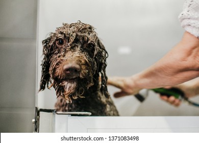 
Woman Cleaning Her Brown Spanish Water Dog In A Public Pet Bath. Funny And Wet Dog Face That Does Not Like The Bath. Lifestyle