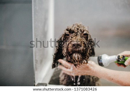 
Woman cleaning her brown spanish water dog in a public pet bath. Funny and wet dog face that does not like the bath. Lifestyle