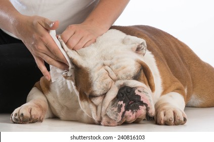 woman cleaning her dogs ears on white background