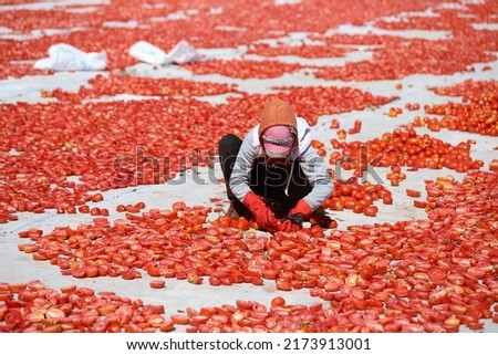 Woman cleaning tomatoes in the field.