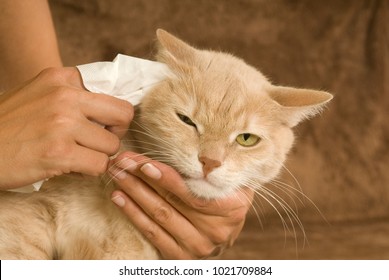 Woman Cleans The Ears Of A Cat