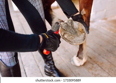 Woman cleans the horse's hooves with a special brush before riding. Horseback riding, animal care, veterinary concept - Shutterstock ID 1733095889