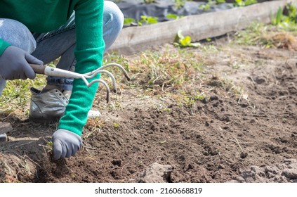 A woman cleans the weeds in the garden. Spring cleaning on the farm. Selective focus. Weeding grass. View of a woman's hand hoeing weeds in the garden on a hot summer day, soil preparation
