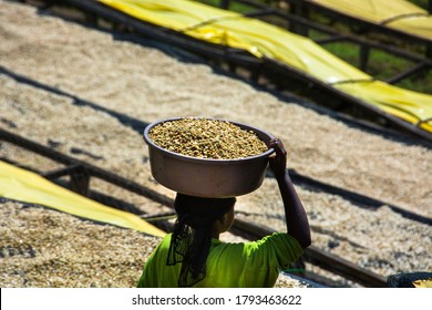 Woman coffee worker  carrying dried green coffee beans in the Kokabanya Washing Station in the Lake Kiva region of Rwanda May 2015