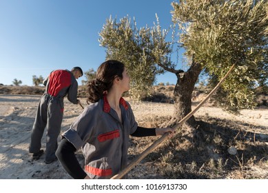  Woman collecting olives for oil with man hitting trees with stick  - Powered by Shutterstock