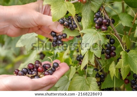 The woman collects black currant. Ripe berries of black currant on the branch. Healthy berries of black currant in a bowl in a summer garden. Healthy eating concept