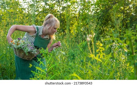 A Woman Collects Medicinal Herbs. Selective Focus. Nature.