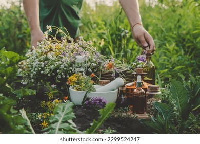 A woman collects medicinal herbs. Selective focus. Nature. - Shutterstock ID 2299524247