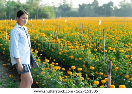 woman collects orange Marigold flowers in beautiful garden.