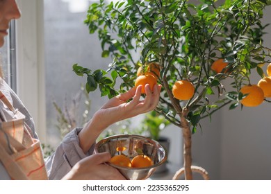 woman collects oranges from a small tree in a wicker basket. citrus fruits grow on branches. ripe fruits of orange tangerines. fresh fruits grown at home