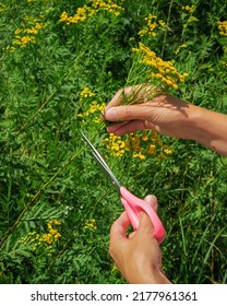 woman collects tansy in the field. picking medicinal plants concept