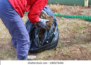 Woman collects trash in the bag. Cleaning the area from dry leaves and grass. Background.