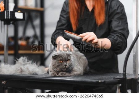 Woman combing fur of a cat. Cat grooming, combing wool. Express molt. Beautiful cat in a beauty salon. Grooming animals, combing hair.