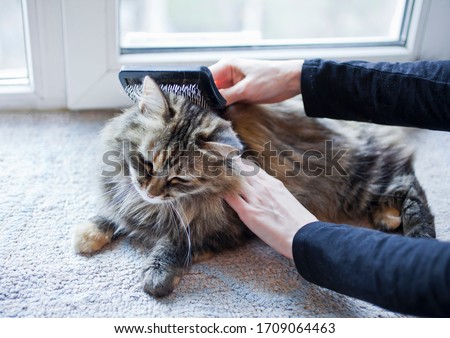 Woman combing her grey cat on the windowsill.