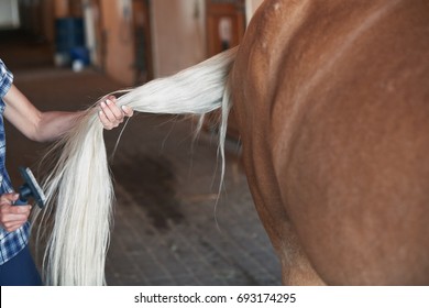 Woman combing tail of horse