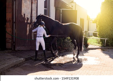 Woman Cooling Down Chestnut Horse In A Barn