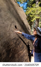 A Woman Counting The Rings Of A Giant Sequoia To Determine The Age Of A Tree